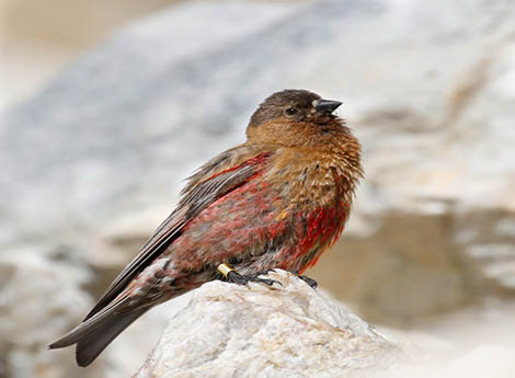 Brown-capped Rosy-Finch by Joel Such
