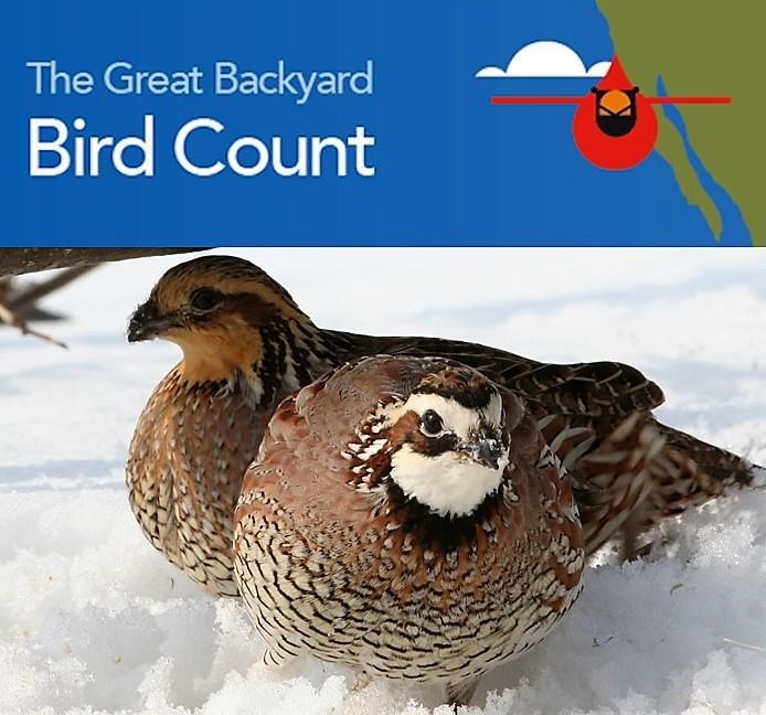 2019 Great Backyard Bird Count