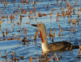 Red-throated loon photo submitted by Andrew Bankert