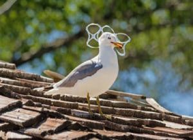 Seagull on roof entangled in plastic soda 6-pack holder