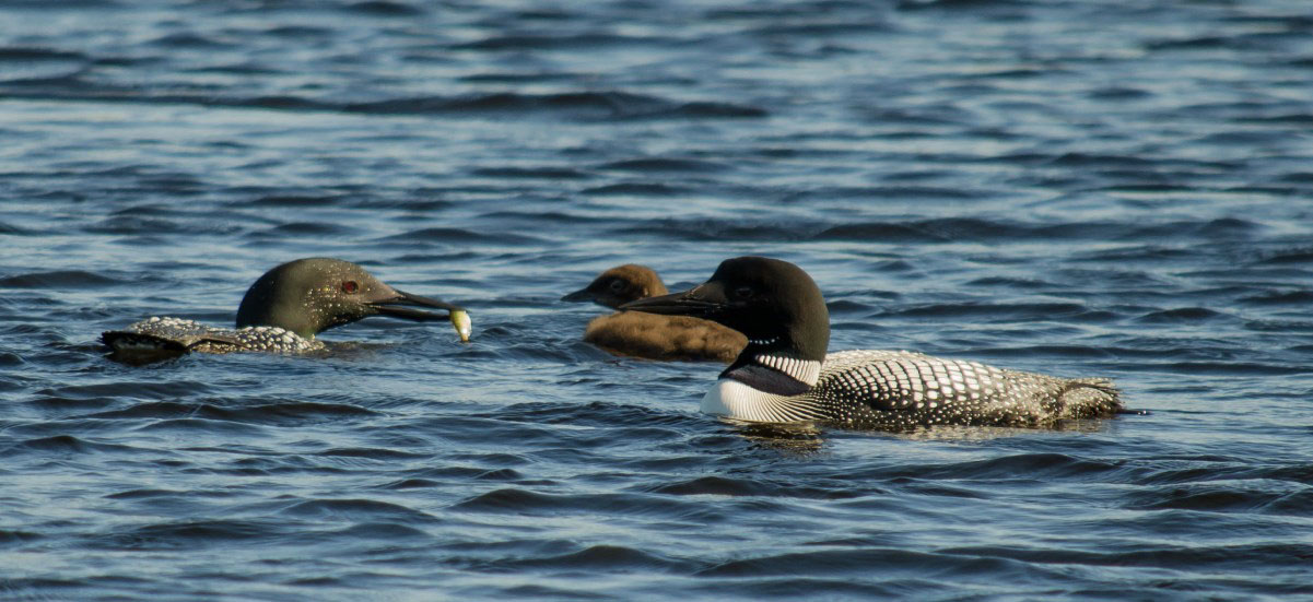 Common Loon adults with chick by Aaron Crawford