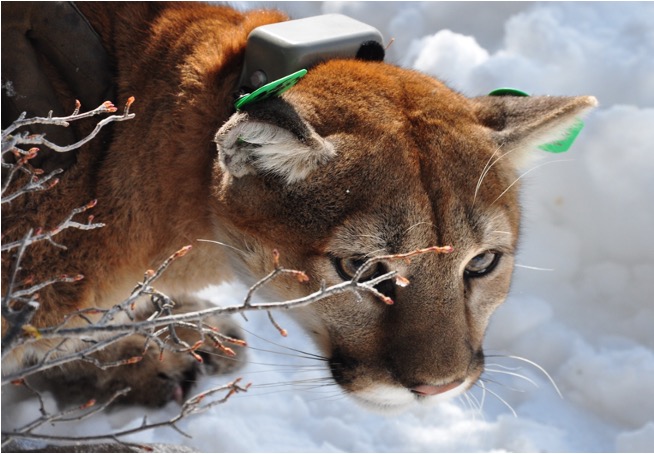 Mountain Lion photo from CPW files