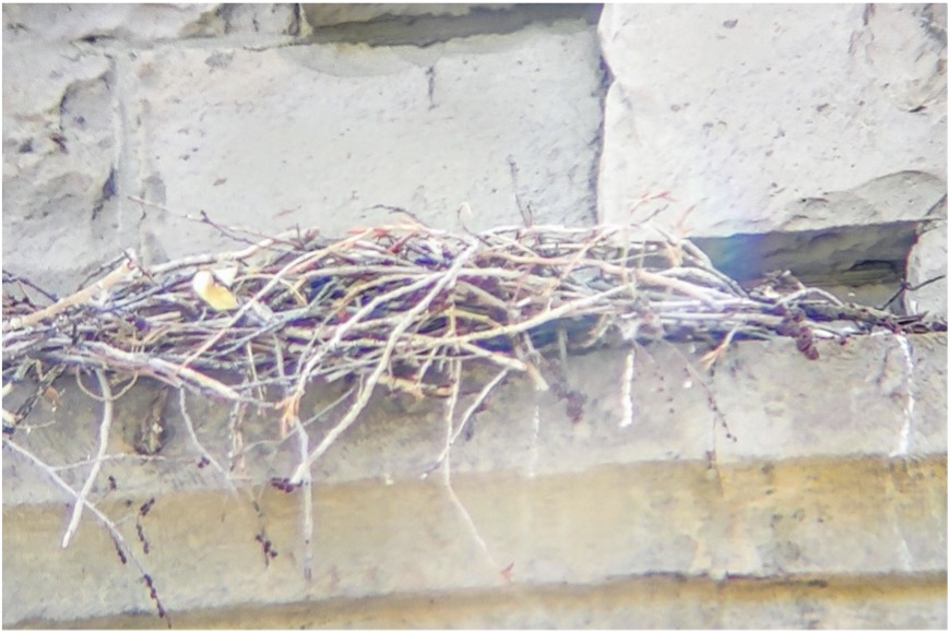 Red-Tailed Hawk nest on St Elizabeth of Hungary Church photo by Ash Austin
