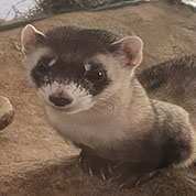 Black footed ferret youtube
