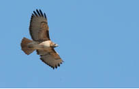 Fort Collins Audubon Society 2016 Bird-a-thon