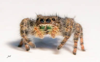 Bold Jumper Spider by Janeal Thompson