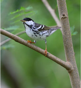 Blackpoll Warbler photo by Dr. Kyle Horton
