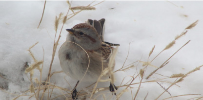American Tree Sparrow photo by Sheila Webber