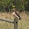 Unidenfied bird on fence post